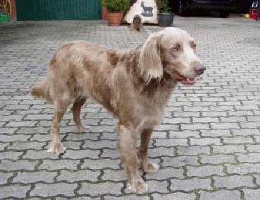 Dachs von Mecklenburg