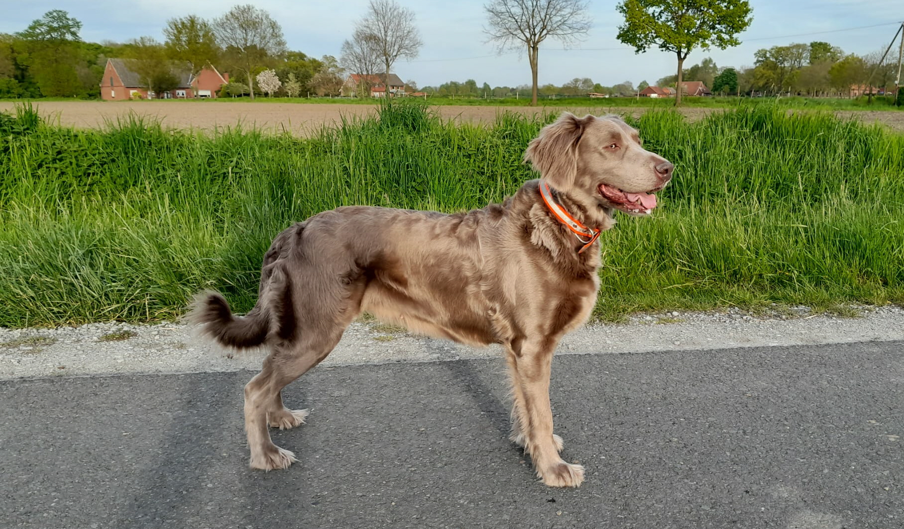 Daenerys II vom Fenriswolf