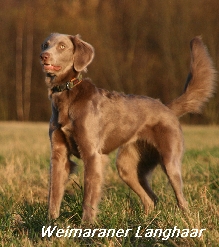 Weimaraner_LH