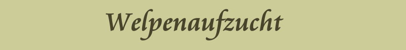 Welpenaufzucht Welpenaufzucht