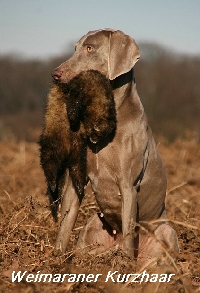 weimaraner_KH